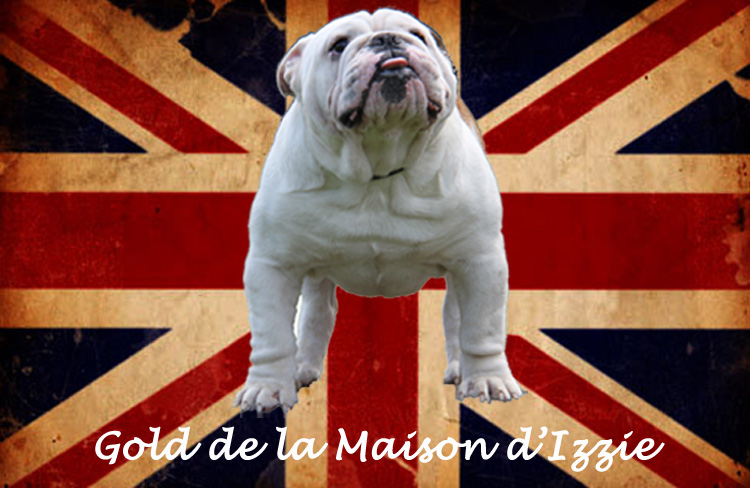 Gold De La Maison D'izzie