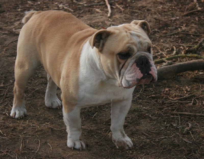 Lord beny De La Maison D'izzie