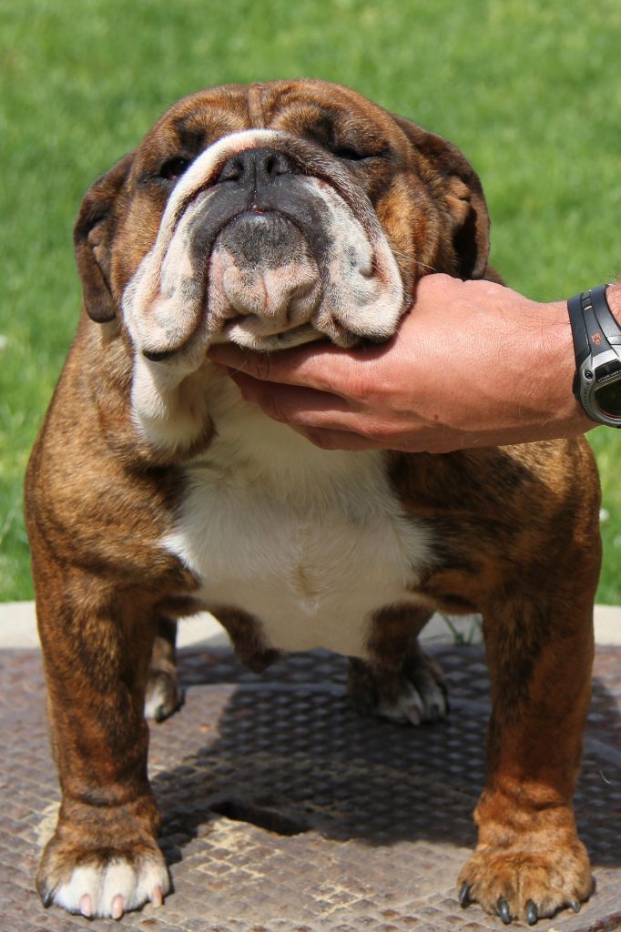 cambull Here she comes