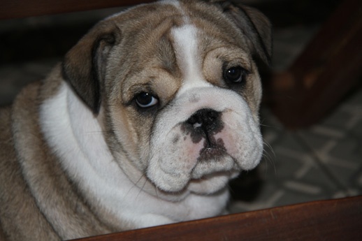 De La Maison D'izzie - Bulldog Anglais - Portée née le 24/08/2013