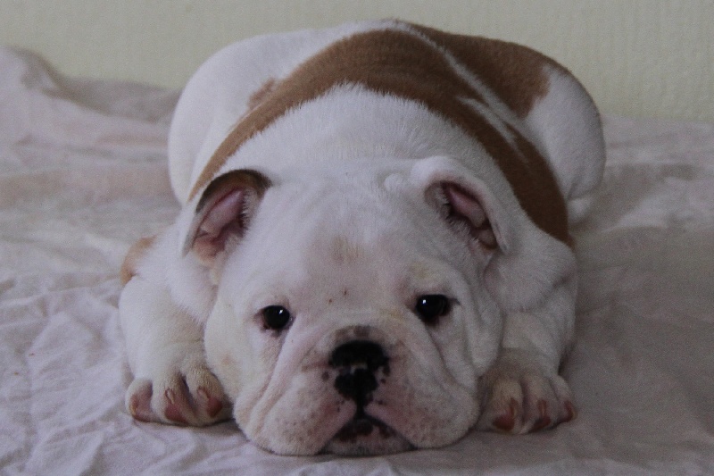 De La Maison D'izzie - Bulldog Anglais - Portée née le 26/09/2012
